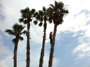 foto-554-300x224